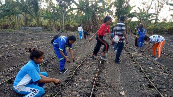 VIDEO: Tanam Cabai Bersama Petani, Siswa SMK Negeri 5 Ende Mengaku Bangga. Simak Liputannya.