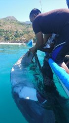 Hendak Dijual, 15 Kilogram Sirip Ikan Pari Manta Diamankan dan Dimusnahkan di Flores Timur
