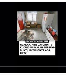 Viral Kucing Sembunyi dalam Kardus Usai Jatuhkan TV Anjing Siberian Dimarahi Tuan Kuncing Sembunyi