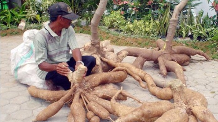 113 Desa di Nagekeo Alami Defisit Pangan 50 %