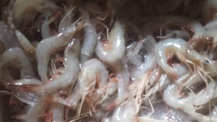 FOTO HANYA ILUSTRASI - virus corona ditemukan dalam udang beku