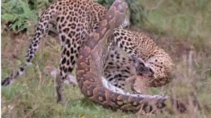 Lihat Ular Piton Bertarung vs Macan Tutul,  Ini Cara Raja Hutan Habisi si Piton