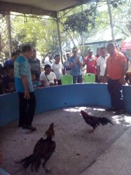 Dipegang Walikota Kupang, Kribo menang TKO Menit Kedua