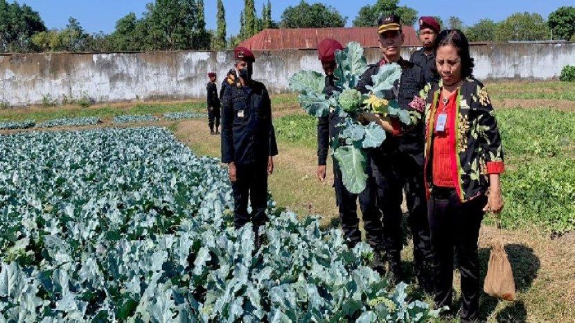 Panen Brokoli dan Semangka Hasil Kerja Warga Binaan, Kanwil Kemenkumham NTT Apresiasi Lapas Atambua