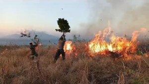 Aparat-TNI-dari-Koramil-Talibura-sedang-berupaya-memadamkan-api.jpg
