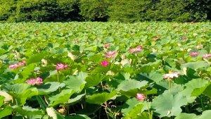 Bunga-Lotus-di-Danau-Rana-Tonjong-Pota-sedang-mekar.jpg