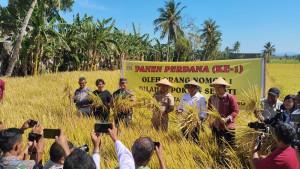 Bupati-Kupang-Yosef-Lede-bersama-undangan-lainnya-panen-padi.jpg