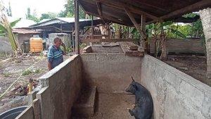 Kandang-babi-milik-warga-di-Desa-Nita-Kecamatan-Nita-Kabupaten-Sikka-NTT.jpg