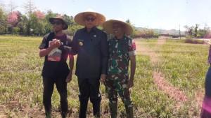 Kodim-1613-Sumba-Barat-minta-petani-tanam-bawang.jpg