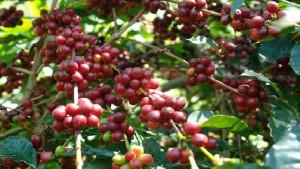 Kopi-Arabika-Bajawa-Kantor-Perwakilan-Bank-Indonesia-BI-Provinsi-NTT.jpg