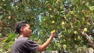 METE-Seorang-pemuda-Hendrikus-Harun-Daton-sedang-menunjuk-buah-mete.jpg