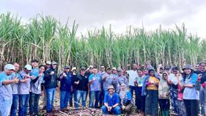 MSM-Panen-tebu-di-Matawai-maringu.jpg