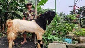 Nasabah-KUR-BRI-Panen-Uang-Saat-Hari-Raya-Idul-Adha.jpg