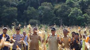Panen-jagung-di-Umbu-Ratu-Nggay.jpg