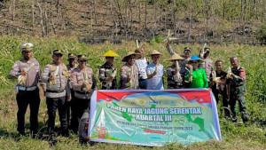 Panen-raya-jagung-kuartal-III-di-Rote-Ndao-dalam-mendukung-ketahanan-pangan-nasional.jpg