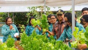 Panen-sayur-segar-jenis-selada.jpg