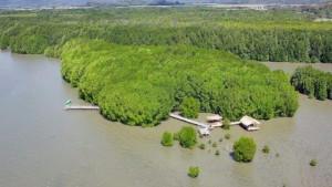 Pemandangan-udara-kawasan-Mangrove-Nanga-Rosok-Terang-di-Desa-Golo-Sepang.jpg