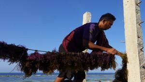 Pembudidaya-rumput-laut-di-Sabu-Raijua-Yayasan-Konservasi-Alam-Nusantara.jpg