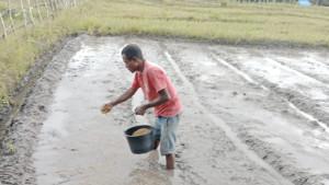Petani-Belu.jpg