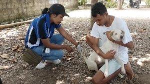 Petugas-mengecek-suku-anjing-yang-hendak-disuntik-vaksin-di-Kelurahan-Oesapa-Barat.jpg