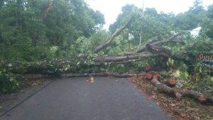 Pohon-tumbang-di-jalan-trans-flores-maumere.jpg