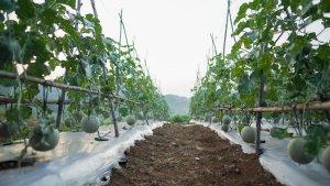 Program-ini-diinisiasi-untuk-membantu-pelaku-usaha-sektor-Agrikultur-tanaman-Melon.jpg