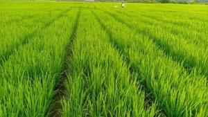 SAWAH-BENA_005.jpg