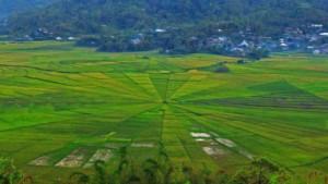 Sawah-bebnetuk-jaring-laba-laba-di-Manggarai-Flores-NTT-yang-begutu-indah.jpg
