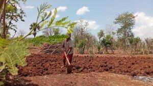 Seorang-petani-mencangkul-tanah-saat-musim-kering-di-Penfui-Kupang.jpg