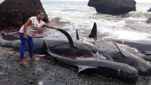 Terlihat-beberapa-ikan-lumba-lumba-yang-terdampar-di-Kabupaten-Alor-NTT.jpg