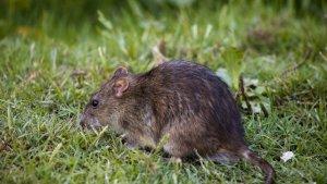 Tikus-penyebab-Leptospirosis.jpg
