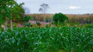 kebun-jagung-di-sanggaoen.jpg