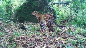 macan-tutul-mekarbuana-tegalwaru-karawang.jpg