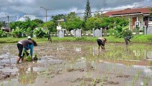 penanaman-padi-di-lahan-sawah.jpg
