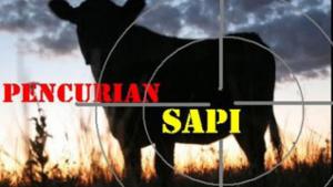 pencuri-sapi_20150929_155449.jpg