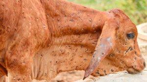 penyakit-sapi-dari-Australia-7987.jpg