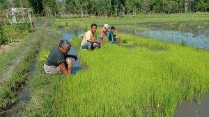 petani-sawah-di-lambanapu-kecamatan-kambera.jpg
