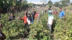 politani-di-kebun-tomat.jpg