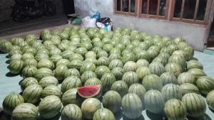 semangka-di-Flotim.jpg