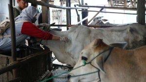 suntik-vaksin-Sapi_0003.jpg