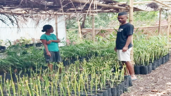 10 Ribu Anakan Bambu Dibudidayakan di Desa Manubura-Sikka