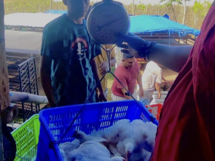 Lapas Kelas IIB Atambua Kembali Panen 2.252 Ekor Ayam Broiler