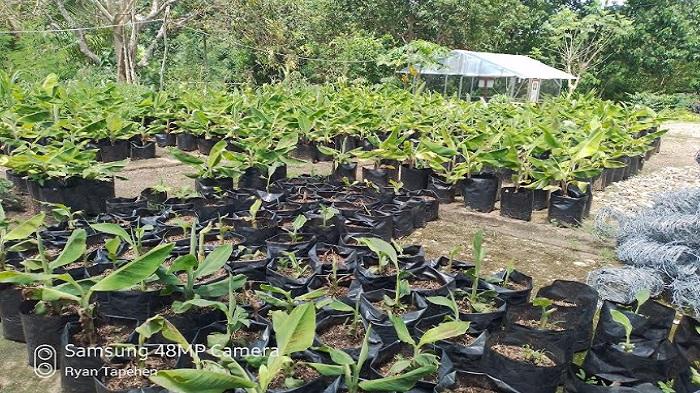 Anakan-pisang-cavendis-yang-disemaikan-oleh-salah-satu-kelompok-tani-di-Desa-Fatukanutu.jpg
