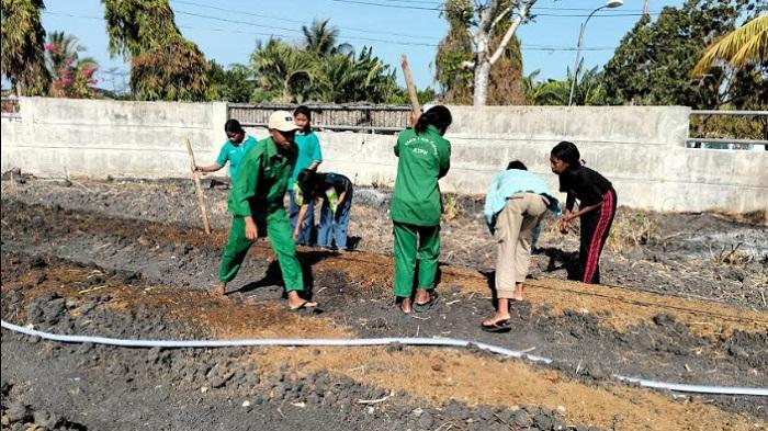 BBPP Kementan Manfaatkan Lahan Kosong dengan menanam Jagung Pulut Khas NTT