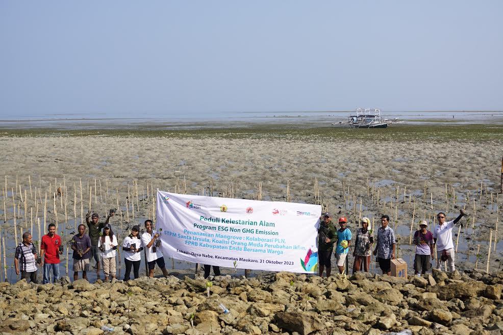 Kolaborasi PLN UPK Flores dan STPM Santa Ursula Ende, Tanam 2.000 Anakan Mangrove di Desa Nabe