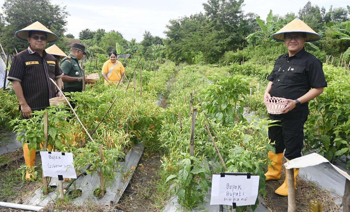 Gubernur-NTT-dan-Bupati-Kupang-saat-Panen-Raya-Cabai-di-SMAN-1-Kupang-Timur.jpg
