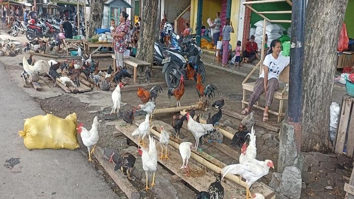 Harga-ayam-kampung-yang-dijual-di-Pasar-Borong-Kabupaten-Manggarai-Timur.jpg