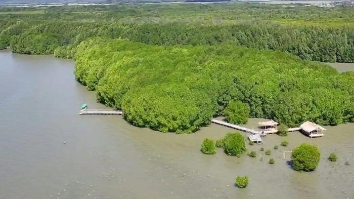 Pesona Mangrove  Nanga Rasok, Tidak Sedakar Indah Tapi Habitat Bangkau Putih dan Monyet Ekor Panjang