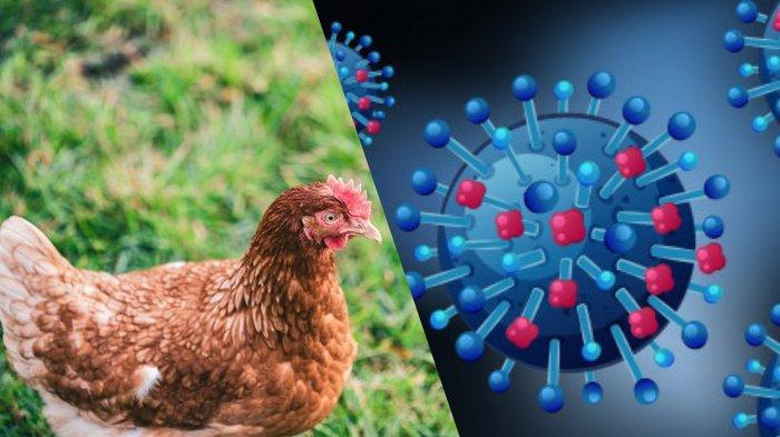 Virus Flu Burung Menular ke Sapi Jelang Idul Adha, Petugas Peternakan Wajib Gunakan APD