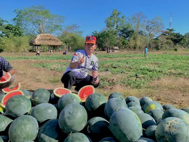 Lapas Atambua Panen Semangka, Bukti Pembinaan Kemandirian Pangan Bagi Warga Binaan